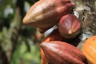 cocoa