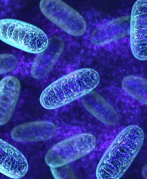 Mitochondria turn food into energy